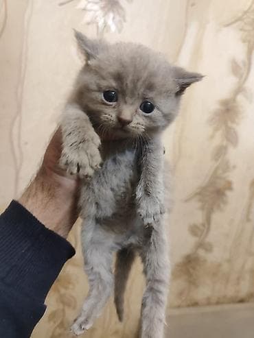 balaca pişikler: Atası şinşila anası şotland pişik balaları satılır 2 erkek dik qulaq — 6