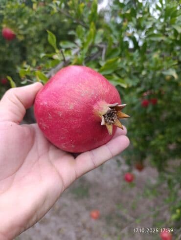 Təzə bağdan yığılmış nar - Növ: qırmızı şirəli nar (böyük ölçülü