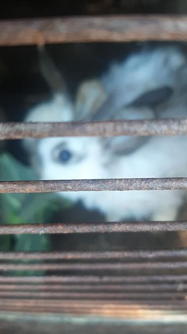 dövsan: Dovşanlar 5 manatdan 15 manata qədər — 5