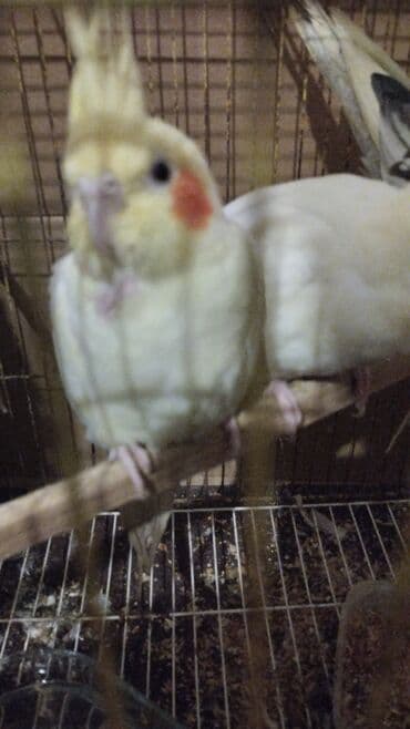 goyercin yuvasi: Məhsul: Nimfa (Cockatiel) tutuquşuları – ağ-sarı rəngli, yanaqlarda — 10