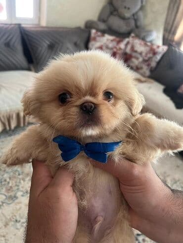 большая клетка для морской свинки: Pekines, Erkek — 1