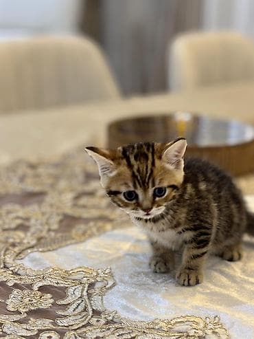 pişik qutusu: Britan, Erkək, Ödənişli çatdırılma — 4