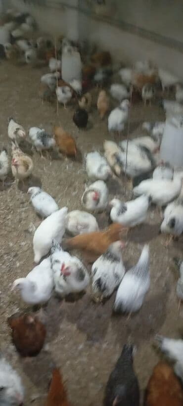 Inəklər, öküzlər: Toyuq, Yumurtalıq, Ünvandan götürmə — 1