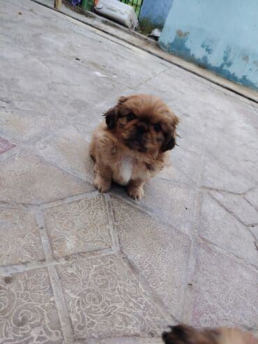 передержка собак баку: Пекинес — 5