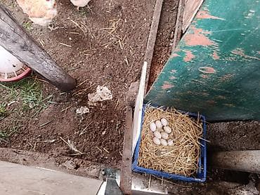 ev toyuqları: Toyuq, Yumurtalıq, Ünvandan götürmə — 5