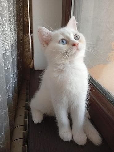 Dişi lalafo.az -da Dişi