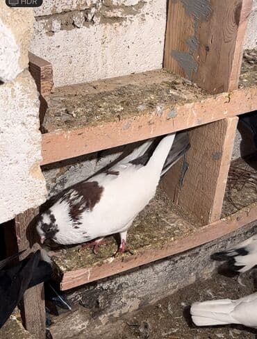 Heyvanlar üçün mallar: 4 ərkəy tam sağlam quşlardi yayda tutulan heyvanlardi satlir 30 manat — 1