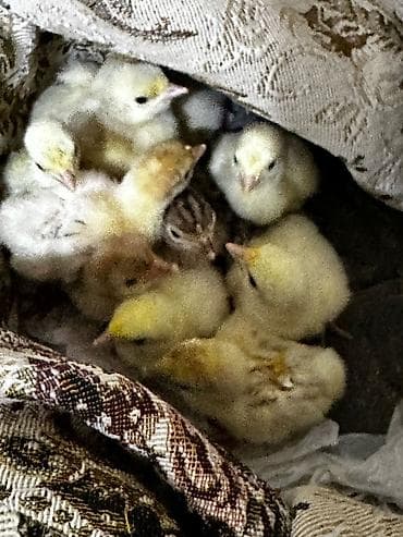 Yemlər: Dişi, Amerika, Damazlıq, Ünvandan götürmə, Pulsuz çatdırılma, Ödənişli çatdırılma — 6