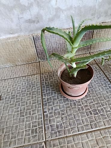 şpon nedir: Aloe vera (sukkulent) – iri və məhsuldar ana koldan çoxlu pöhrə verən — 5