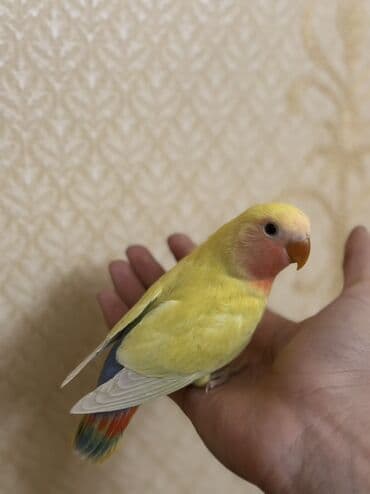 ZİL: Növbə: Sevgi quşu (lovebird), əl öyrəşmiş Xüsusiyyətlər: - Parlaq — 8