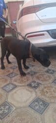 cane corso qiyməti: Kane-Korso, 5 ay, Dişi, Peyvəndli — 4