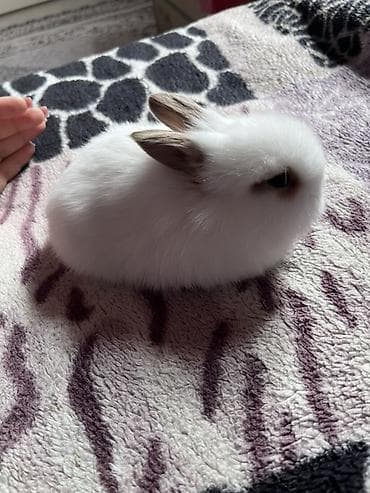 Akvariumlar: Şirin ev dovşanı – mini lop tipli, qar kimi ağ tüklü, qulaqlarında və — 3