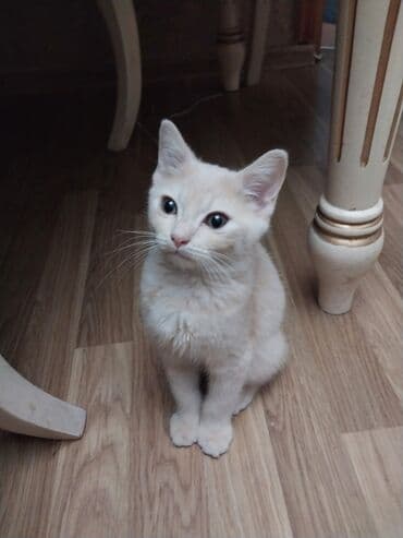 британская кошка цена в баку: Самец, В добрые руки, Самовывоз — 1