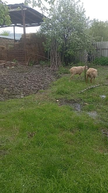 qoyunlar: Məhsul: Qoyunlar (2 baş) Təsvir: - Şəkillərdə göstərilən 2 baş yerli — 4