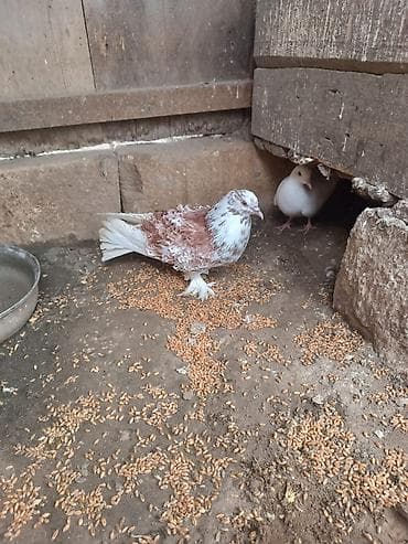 danışan tutuquşu satışı: Frillback (bükülü tüklü) göyərçinlər – dekorativ cins - Rəng: ağ və — 2