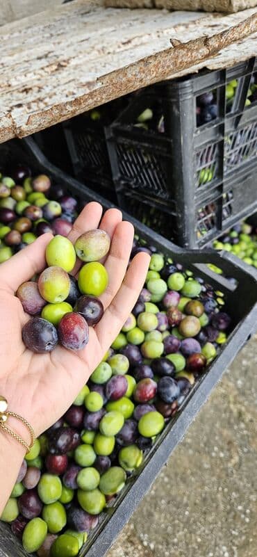 qara zeytun qiymeti: Məhsul: Təzə yığılmış zeytun Təsvir: - Öz bağımızdan dərilən — 6