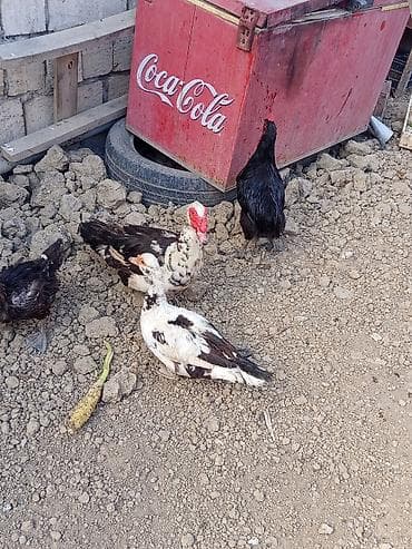 Heyvanlar: Dişi, | Lal ördək, Ətlik, Ünvandan götürmə — 8