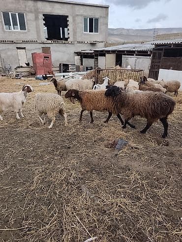 Akvariumlar: Salam qoyun yani balali 3 gündür dogub birinci balasidir saglam aktiv — 4