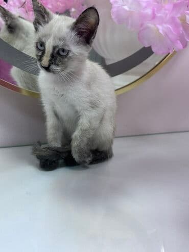 pişik cinsləri: Siam, Dişi, Yaxşı əllərə — 1