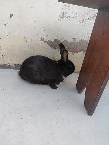 Məhsul: Ev dovşanları (2 ədəd) 2 dene erkey dovwan hovsandadur biri