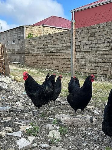 göyerçin damı: Salam avstroloq mayalı yumurtası sifariş qəbul olunur ünvan Binə — 2