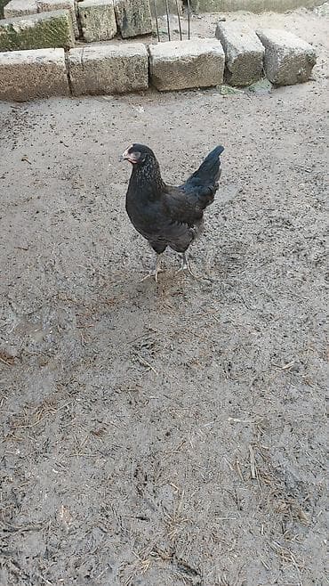 Toyuq cücələri, Damazlıq — 3