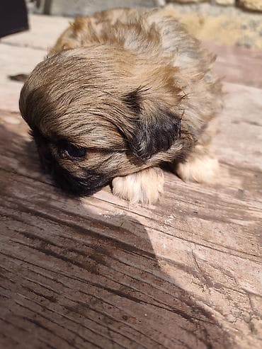 ağ quyruq ağlıca: Pekines, 1 ay, Erkek — 9