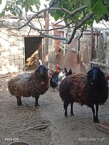 bogaz qoyun: Qarabaş (yerli) qoyunlar – ana damazlıq üçün - Cins/type: qarabaş — 5