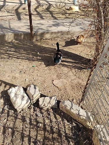 qatır: Dişi, Damazlıq — 3