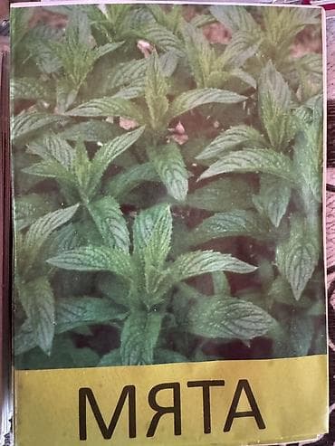 zire bitkisi: Məhsul: Toxum dəsti Təsvir: - Reyhan toxumları – iki növ: - Yaşıl — 6