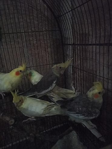 Tutuquşları: Nimfa (cockatiel) tutuquşuları – lutino və boz rəng variantları - — 5