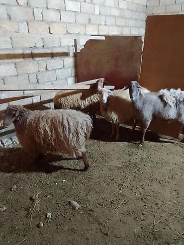 Salam xayiş edirəm bekar adamlar narahat eləməsin 2 si yeninidi 2 də — 2