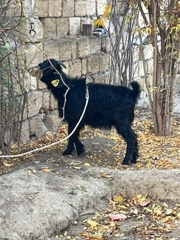 inek alım satım: Hələb çəpişi dişidir 5 aylığ Qara — 3