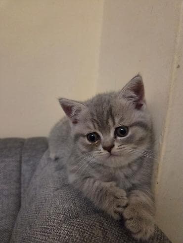 ərkəy dana: Bu gozel balalar oz sahibini gozleyir! Ata british, ana scottish fold — 2