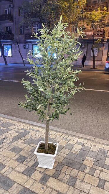 bitki toxumlari: Depodan bir basa satis 70azn baslayan dekarativ suni agaclar topdan — 20
