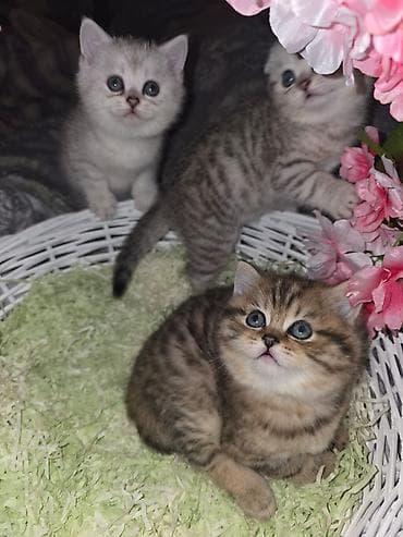 heyvan geyimi: Britan — 6