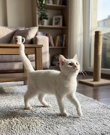 pet pec: Türk anqora, Erkək, Yaxşı əllərə — 2