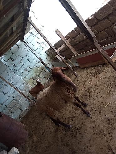 qoyun iti: Erkey toğulu satılır istəyən olsa yazsın real alıcıya endirim olacaq 1 — 2