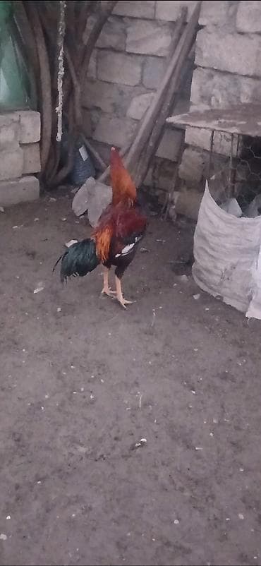 Heyratı beçə satılır təzə təzə aylır viddi hündür beçədi. - Növ