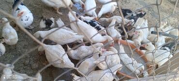 ördək balası və cücə: Mövzu: Misk ördəkləri və ağ pekin ördəkləri – qarışıq sürü Təsvir: - — 2