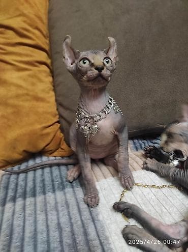 Sfinks, Erkək, Dişi