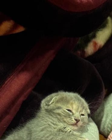 İtlər: Şotland yastı qulaq, Erkək, Dişi, Pulsuz çatdırılma — 2