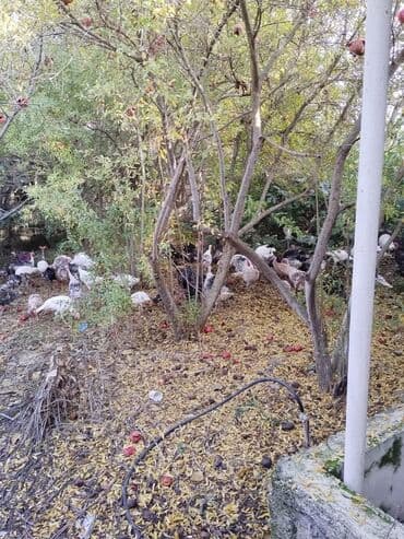 Qazlar: Hind toyuqları – müxtəlif rənglərdə və yaşlarda iri ətli cinslər - — 3