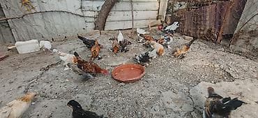 bantam: Toyuq, Damazlıq — 1