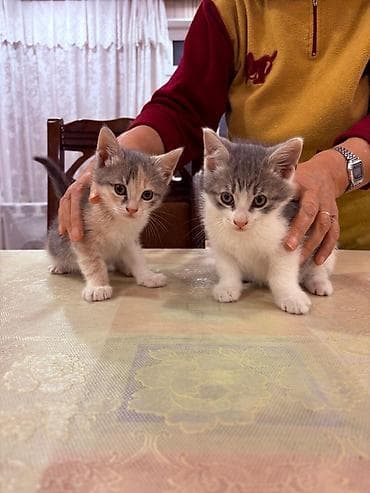 şotlant pişik: Sahiblendirilir.dermanlari verilib.4 dene baladi.tertemizdiler — 5