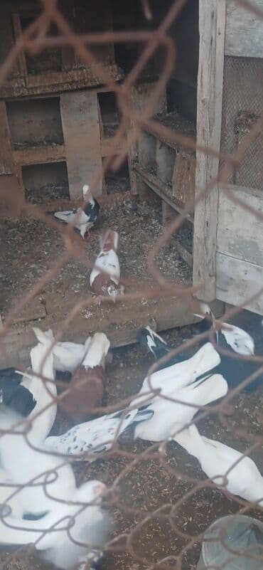 Akvariumlar: Iranski cil — 3