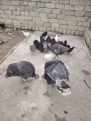 toyuga verilen adlar: Məhsul: Evcəl quşlar – hinduşka və toyuq sürüsü Təsvir: - Şəkildə iri — 1