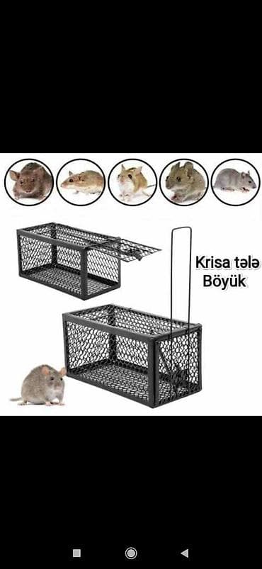 hayvan satış: Tələ krisa böyük topdan satış — 1