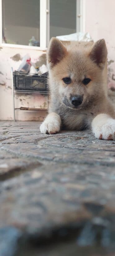 cau cau iti satilir: Akita-inu — 1