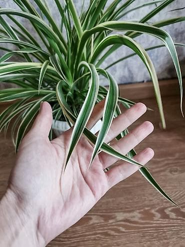 gəlin gülləri: Bitki: Xlorofitum “Spider Plant” (xlorofitum variegata) - Yarpaqlar — 2